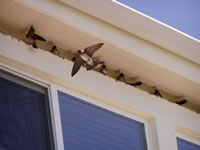 swallow nesting