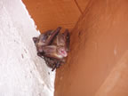 Bat resting