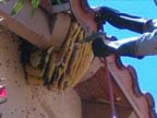 beehive