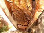 honey comb