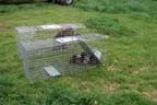 opossum mother and babies