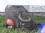 live trapped raccoon