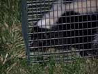 skunk in cage