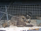 raccoon in cage