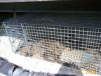 raccoon in cage