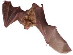 Bat 