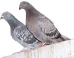 pigeons