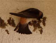 swallow